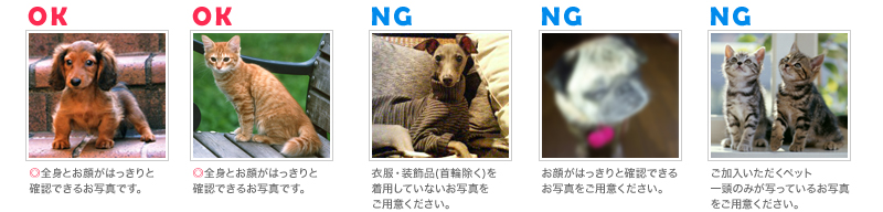 ご用意いただくペットの写真(画像ファイル)