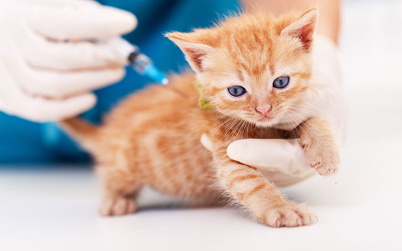 猫のリンパ腫の治療法と予防法