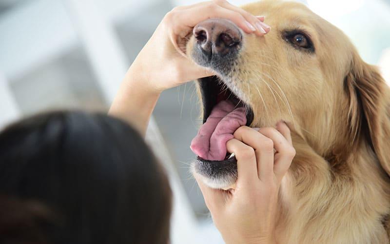 犬の歯周病の症状と原因