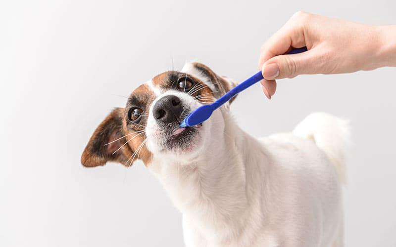 犬の歯周病の予防