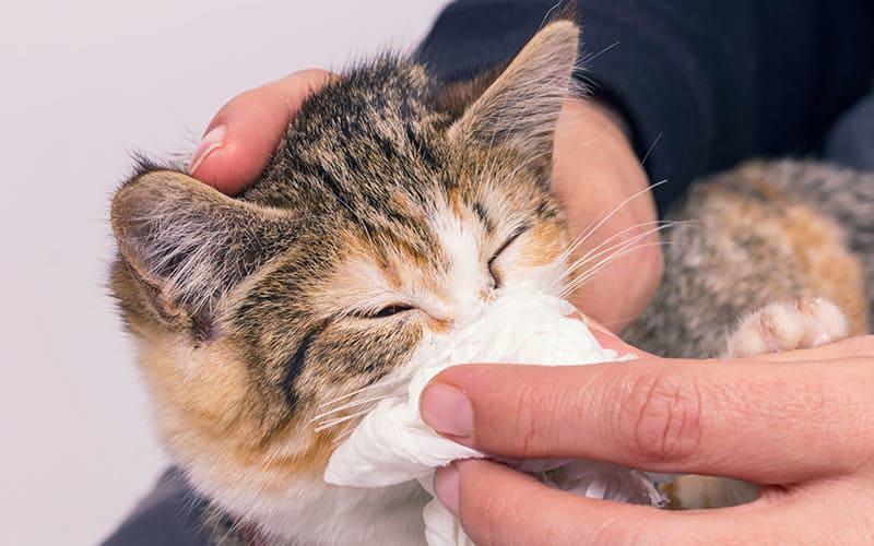 猫の鼻水の拭き取り方