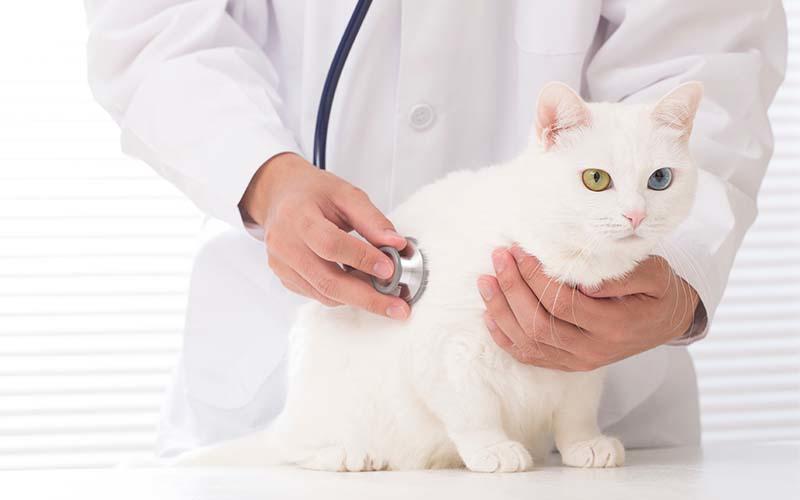 猫の膵炎の症状と原因
