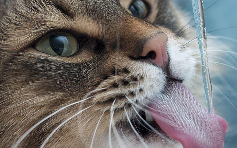猫の多飲多尿の原因とは？病院に連れて行くべき症状を獣医が解説