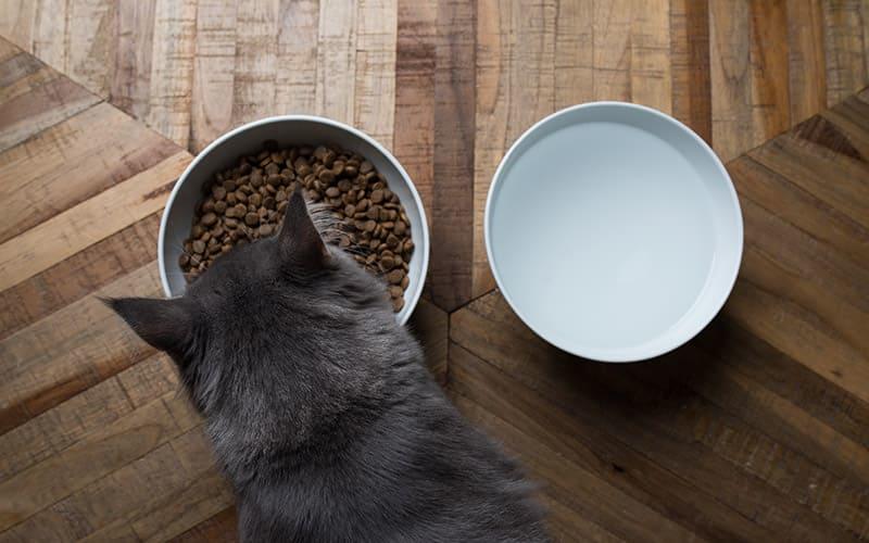 猫の多飲多尿の治療と家庭での対処法