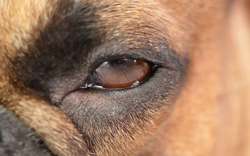 犬の目やにが多くなる原因とは？病院に連れて行くべき症状を獣医師が解説