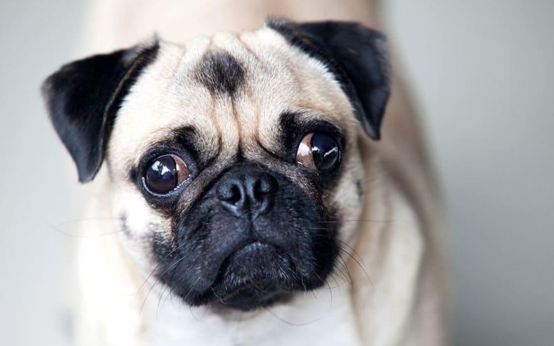 犬の目やにが多くなる原因、病気とは？