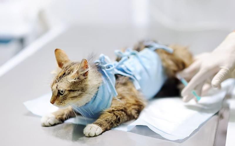 猫のしこり・腫瘍の原因として考えられる病気とは？