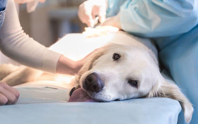犬のしこり・腫瘍の原因・病気とは？病院に連れて行くべき症状を獣医師が解説