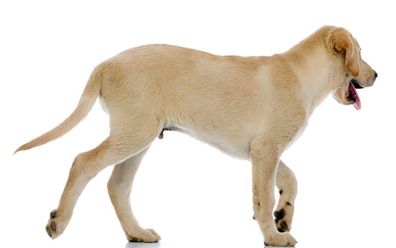 犬の前十字靭帯断裂の原因と症状
