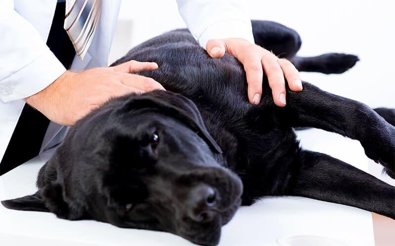 犬の前十字靭帯断裂の治療と予防