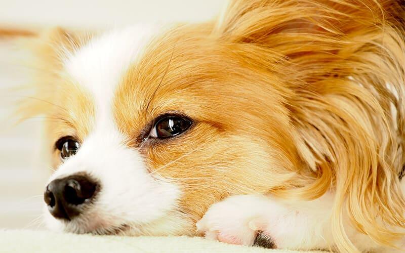 犬の急性腎不全の原因と症状