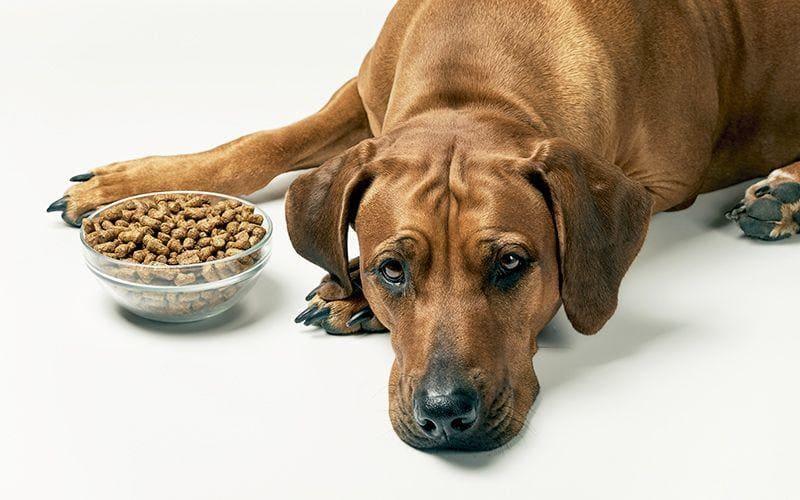 犬がご飯を食べない理由とは？病院に連れて行くべき症状を獣医が解説
