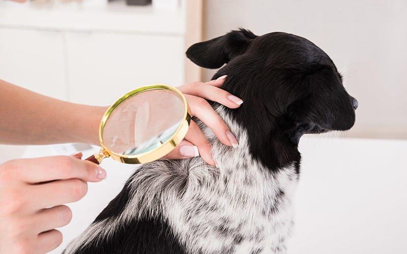 犬の脱毛の対処法