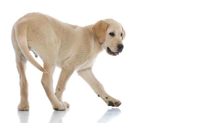 犬の後ろ足に力が入らない、よろける原因として考えられる病気とは？