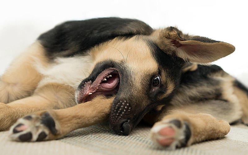 犬が自分の足を舐めたり、噛んだりする原因となるケガや病気とは？