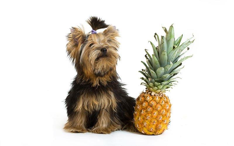 犬がパイナップルを食べても大丈夫。与え方の注意点を獣医が解説