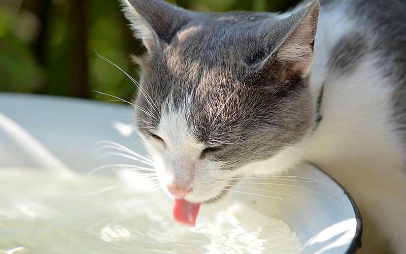猫が一日に必要な水の量