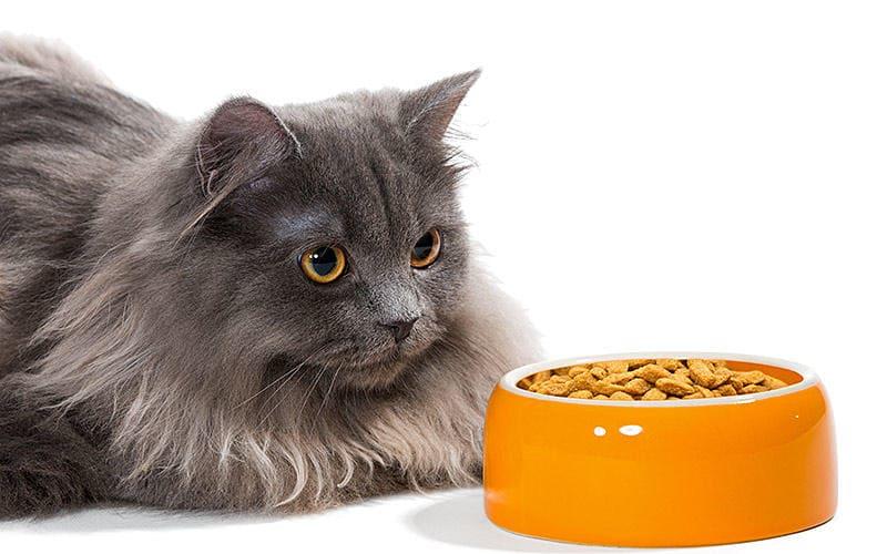 猫がご飯を食べない理由とは？病院に連れて行くべき症状を獣医師が解説