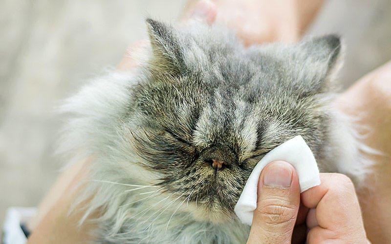 猫が涙をずっと流している場合の対処法