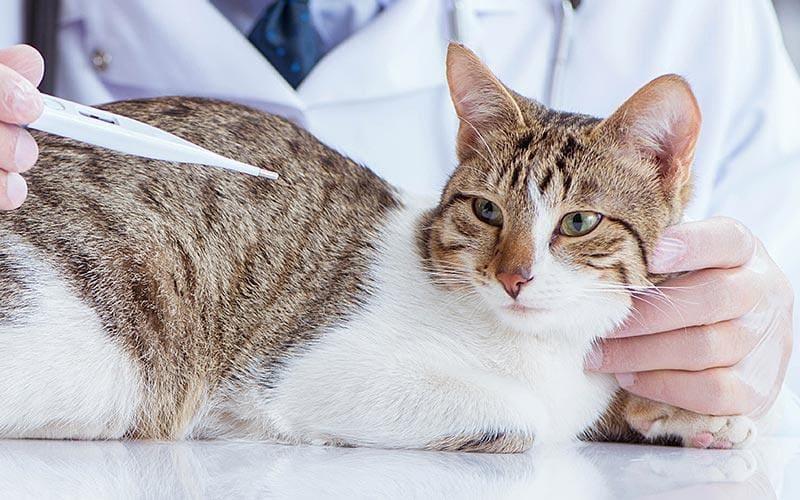 猫の熱の原因として考えられる病気とは？