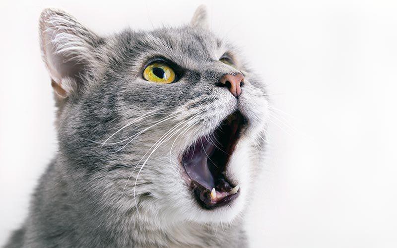猫が叫ぶように大きな声で鳴く原因とは？病院に連れて行くべき症状を獣医が解説