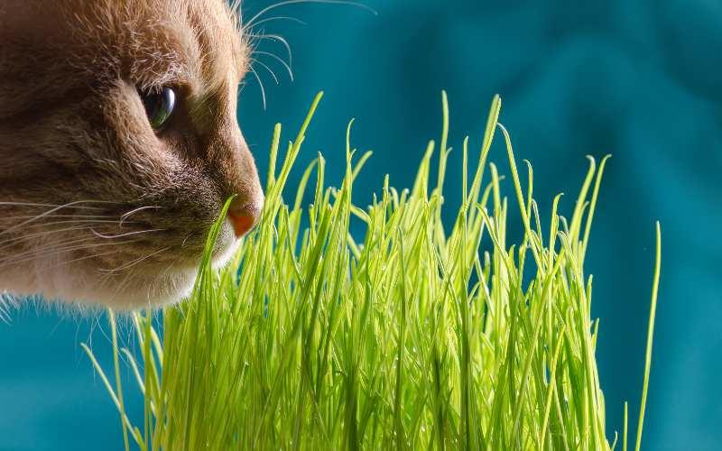 猫が食べてはいけない危険な植物とは？気になる症状と応急処置を獣医が解説