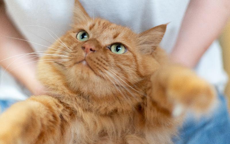 肛門腺液で猫のおしりが臭い場合の対策