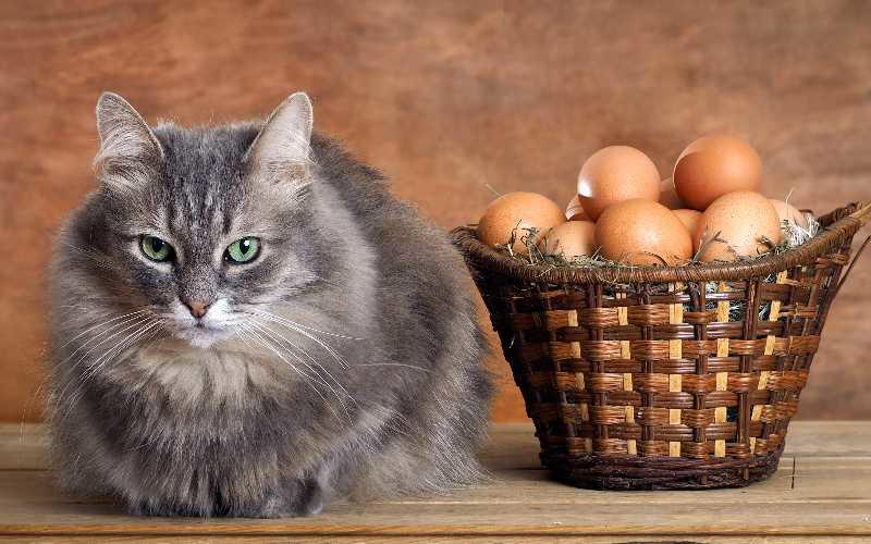 猫が卵を食べても大丈夫。生食やアレルギーなどの問題点を獣医が解説