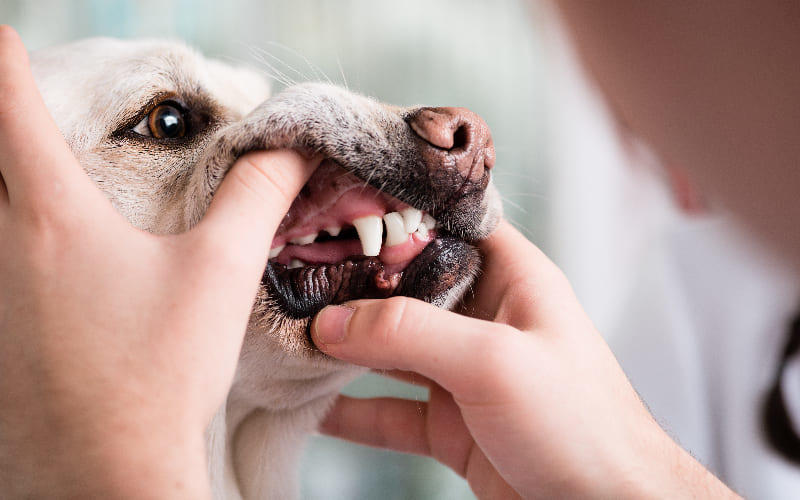 犬のメラノーマの治療法と予防法