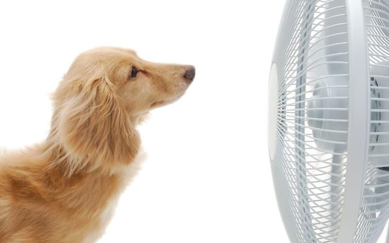 犬の熱中症の応急処置と予防法