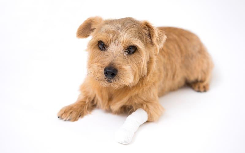 犬の破傷風の症状と原因