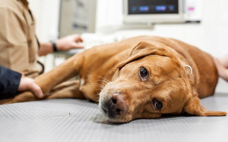 犬の免疫介在性血小板減少症の症状と原因