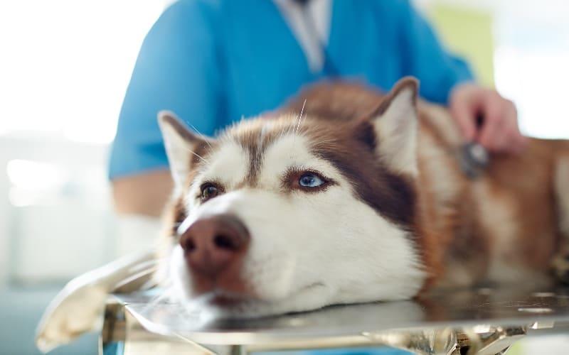 犬の免疫介在性血小板減少症の治療法と予防法