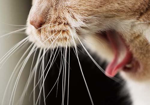 猫の口呼吸の原因は？ 危険性や対処法を正しく知ろう
