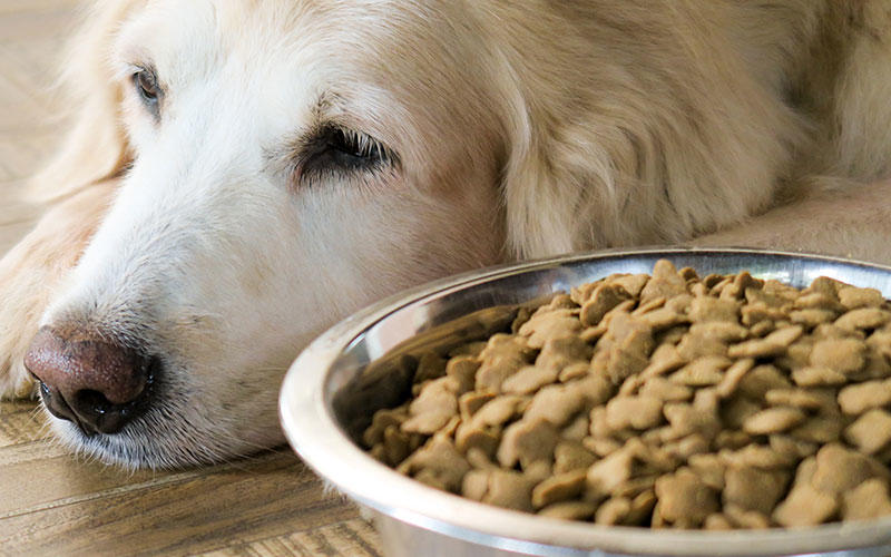 犬がご飯は食べないのにおやつを食べるのは？原因や対処法を獣医師が解説