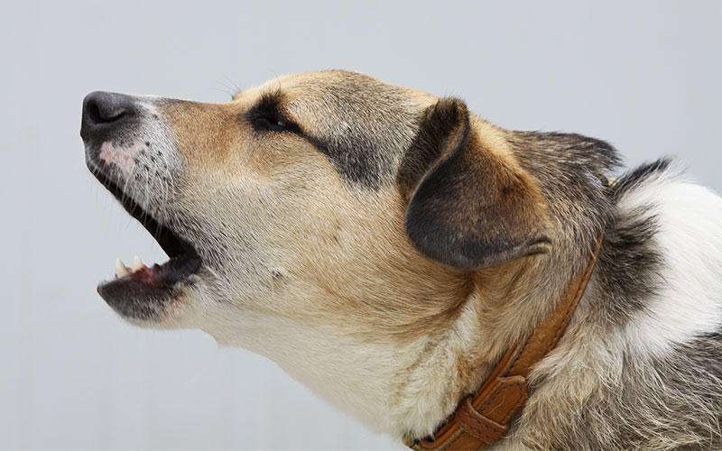 犬の夜鳴きの原因は？効果的な防止対策や対処法を獣医師が解説