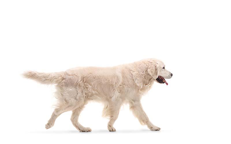 犬の脂肪腫の症状と原因、治療法について