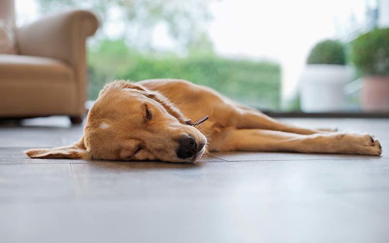 犬の悪性リンパ腫の症状と原因、治療法について