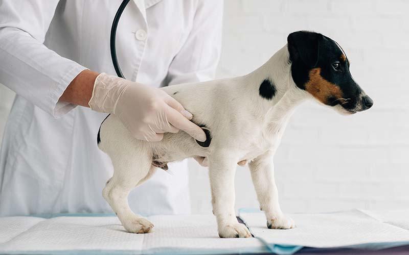 犬の胃拡張・胃捻転の症状と原因、治療法について