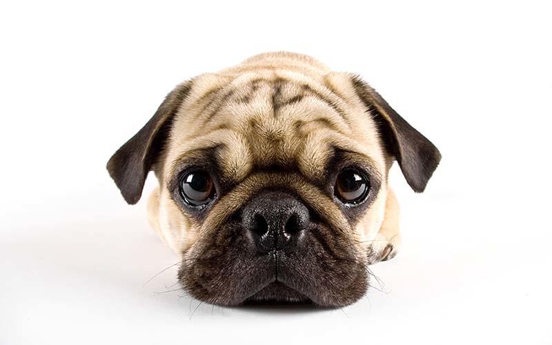 犬の鼻腔狭窄の症状と原因、治療法について