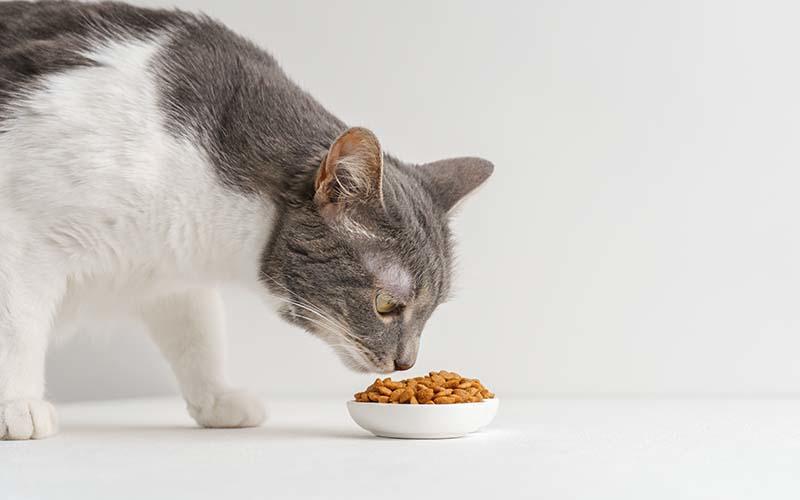 猫が食べてはいけない危険な食べ物とは？