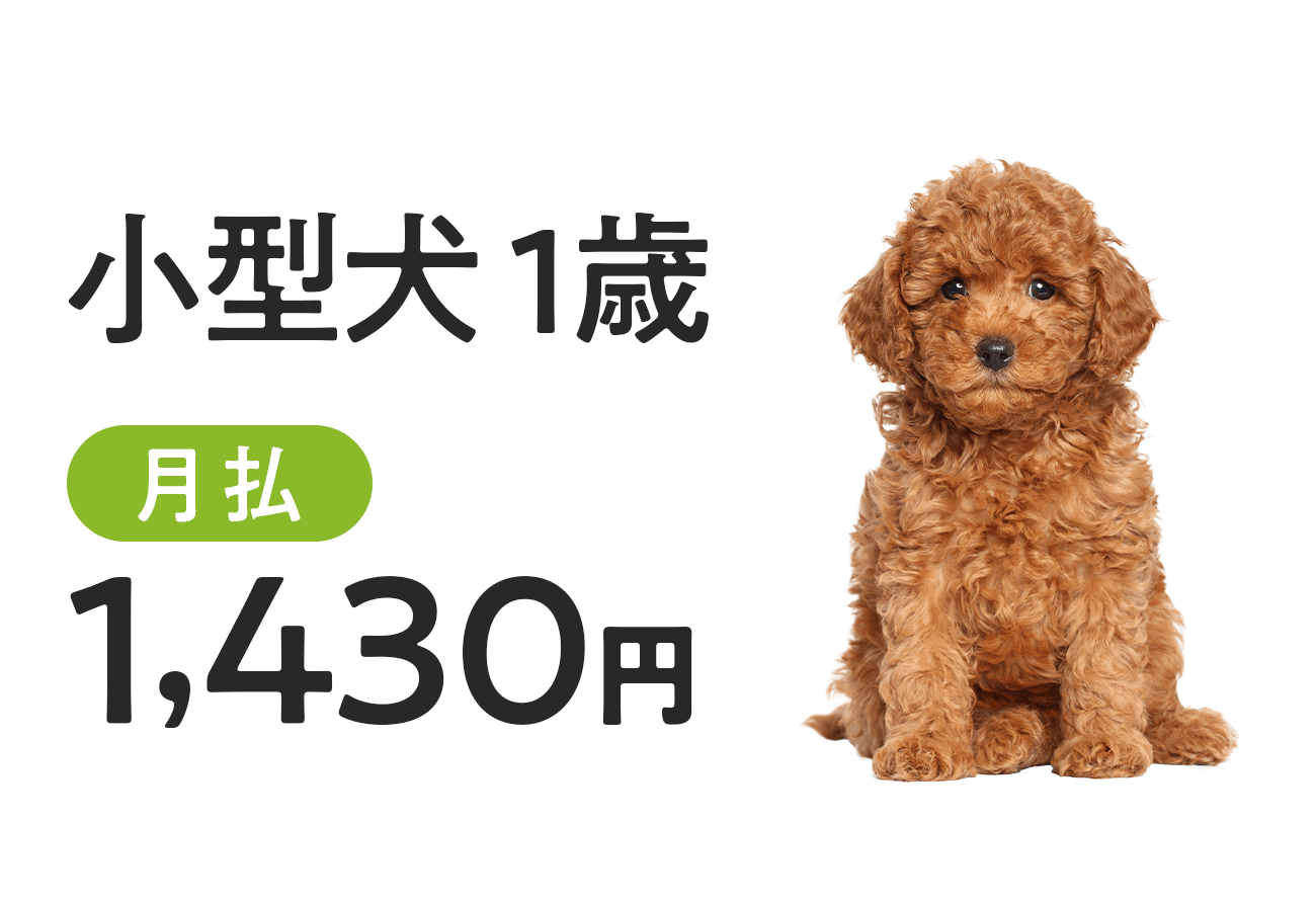 小型犬1歳の保険料