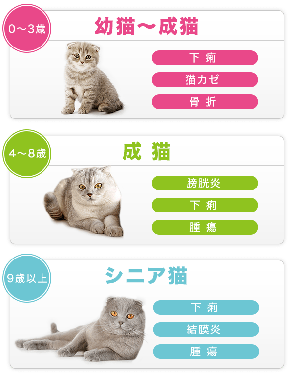 猫の年齢別、かかりやすいケガや病気例