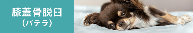膝蓋骨脱臼（パテラ）