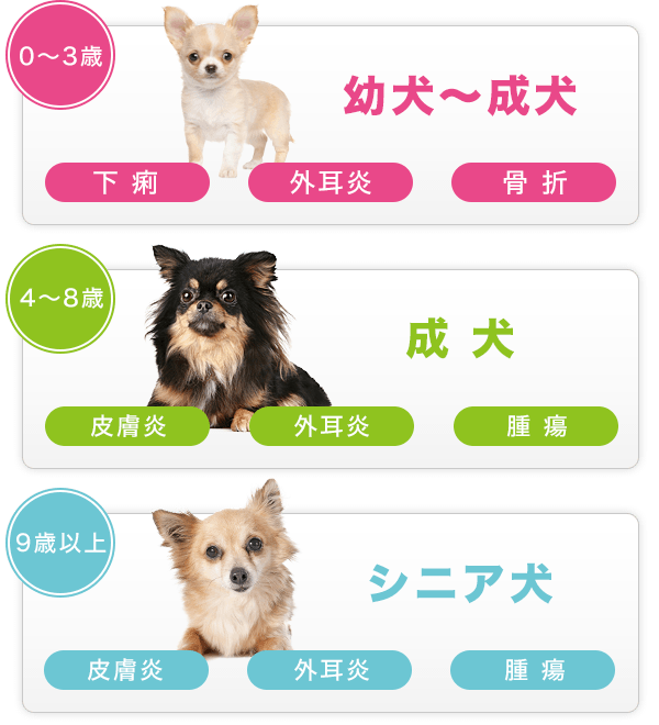 チワワ年齢別、かかりやすいケガや病気例