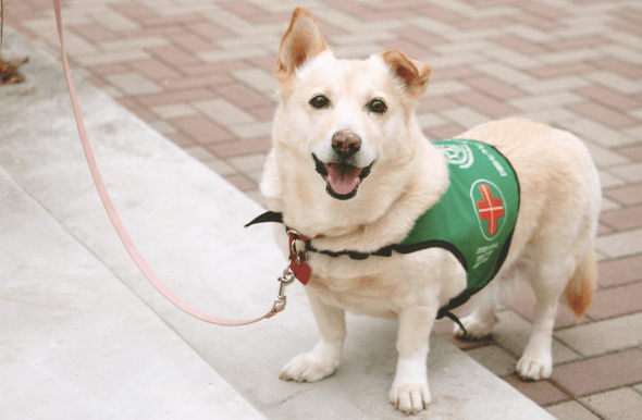 日本のセラピードッグ第1号として活躍した名犬チロリちゃん