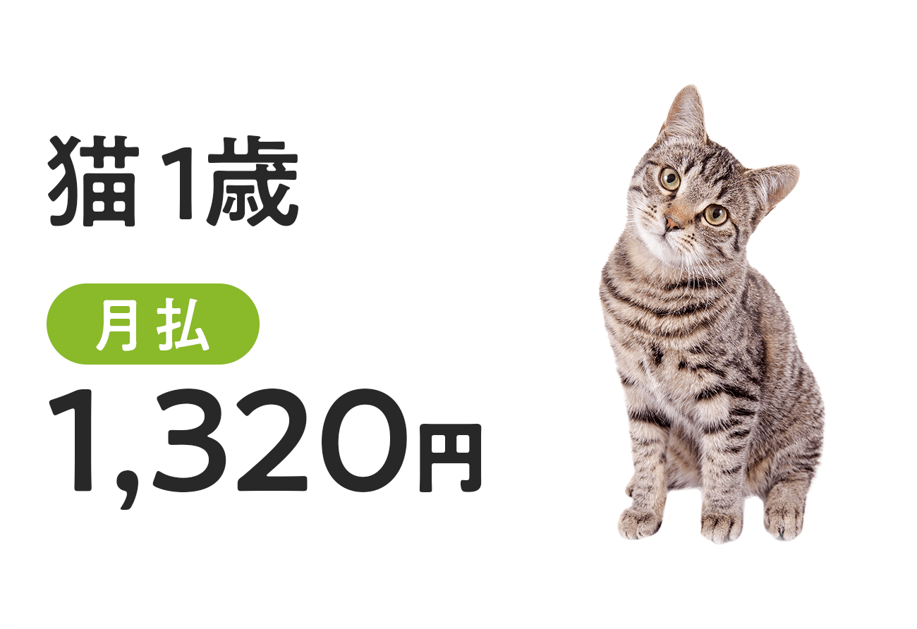 猫1歳の保険料