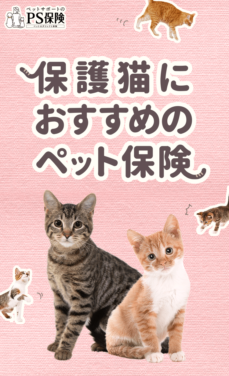 保護猫におすすめのペット保険