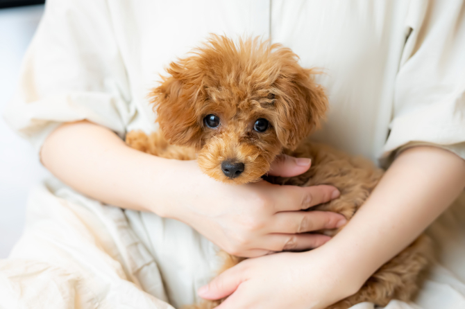 抱っこされている茶色い犬