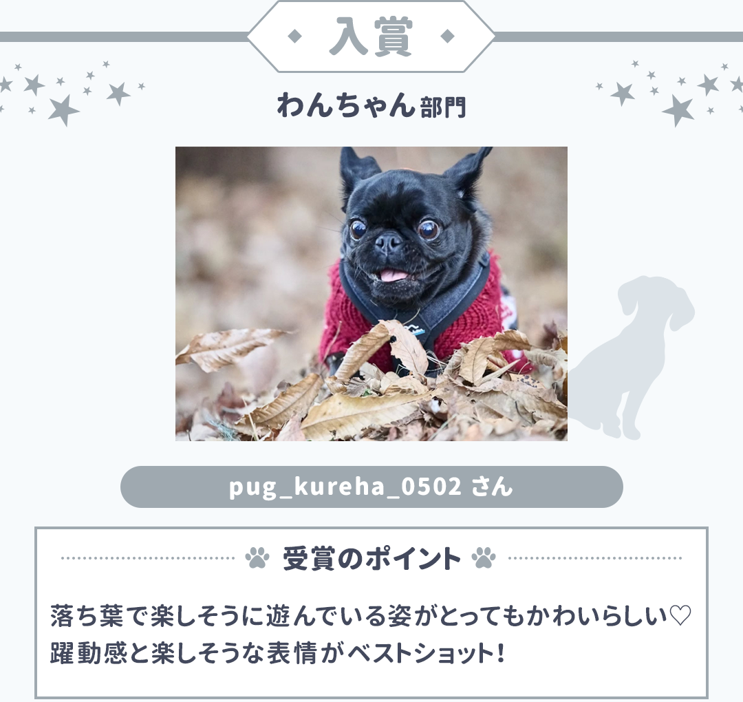 入賞 わんちゃん部門 pug_kureha_0502さん